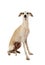 Cute Italian Greyhound dogÂ isolated on a white